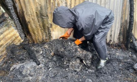 4 cattle charred to death in overnight blaze in Shalimar Srinagar