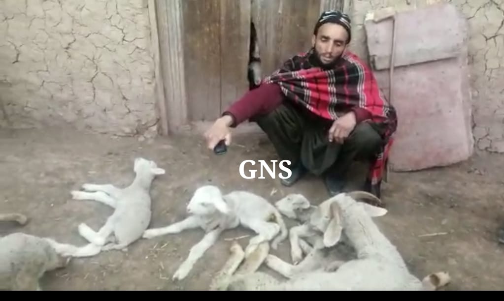 Part of Livestock Perishes Under Mysterious Circumstances in Poonch