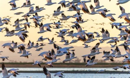 World Wetland Day: Encroachment, pollution, poaching main challenges, say Wildlife Dept