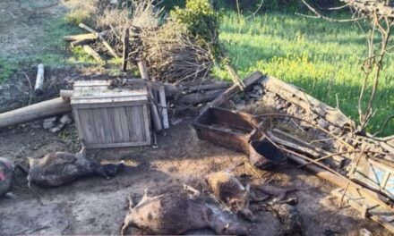 6 domesticated animals charred to death in Rajouri blaze