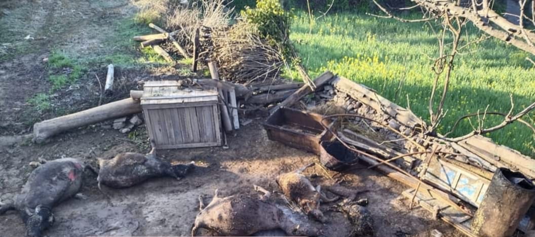 6 domesticated animals charred to death in Rajouri blaze