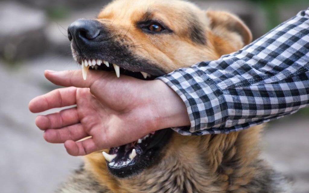 Stray Dog Attack In South Kashmir Leaves Eight Injured