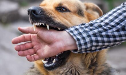 Stray Dog Attack In South Kashmir Leaves Eight Injured