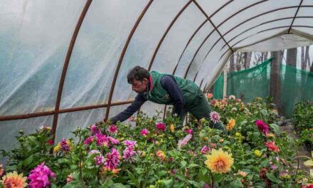 Flower sapling sales bloom as people pick up gardening in Kashmir