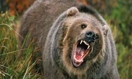 Two persons injured after attacked by bear in Shangus Anantnag