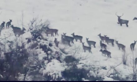Herd of endangered Hangul sighted in Kashmir’s Dachigam national park
