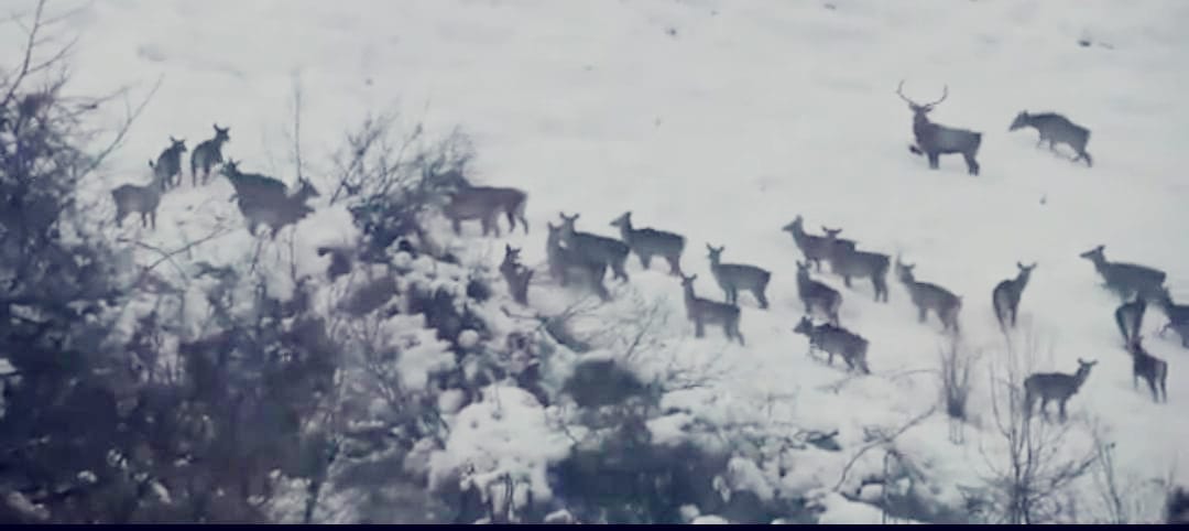 Herd of endangered Hangul sighted in Kashmir’s Dachigam national park