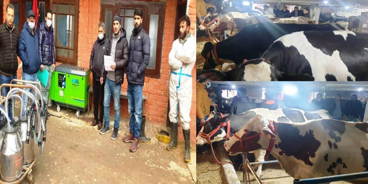 Dairy farming helps this Kashmir youth to milk profit