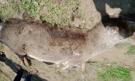 J-K: State Animal ‘Hangul’ falls prey to leopard in South Kashmir’s Tral