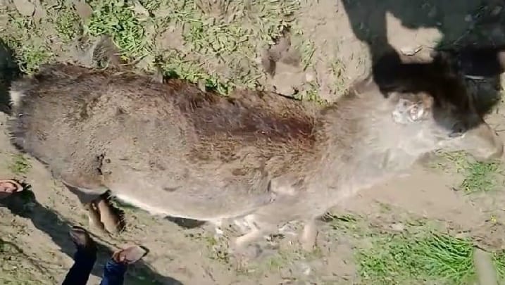 J-K: State Animal ‘Hangul’ falls prey to leopard in South Kashmir’s Tral