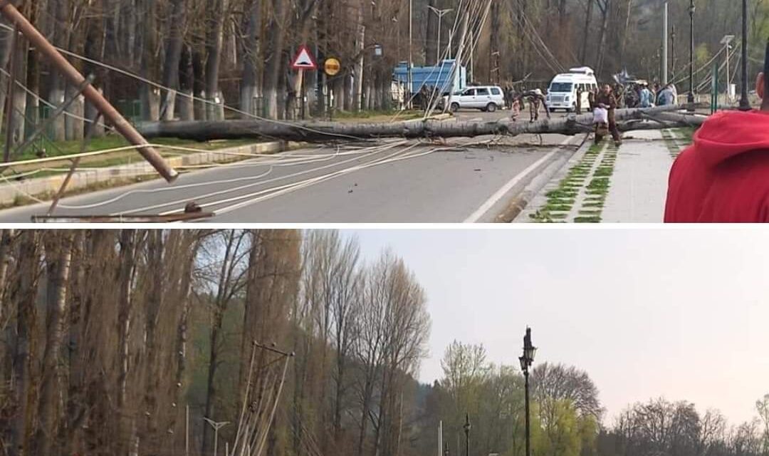 Poplar Trees, Electric Poles Fall Near SKICC, Boulevard Road Blocked