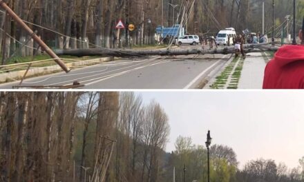 Poplar Trees, Electric Poles Fall Near SKICC, Boulevard Road Blocked