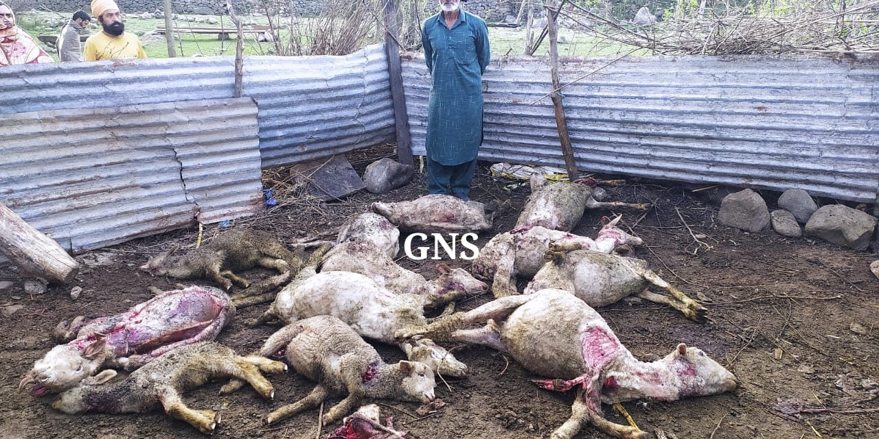 Leopard Attack Leaves 14 Sheep Dead, Several Others Injured in Poonch