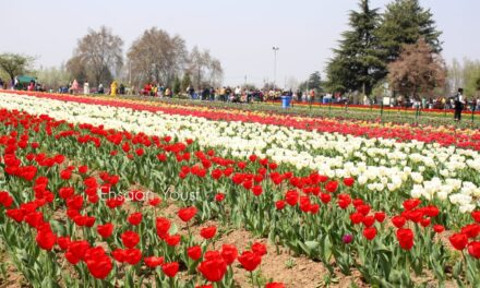 Tourists jubilant as Tulip garden opens for public