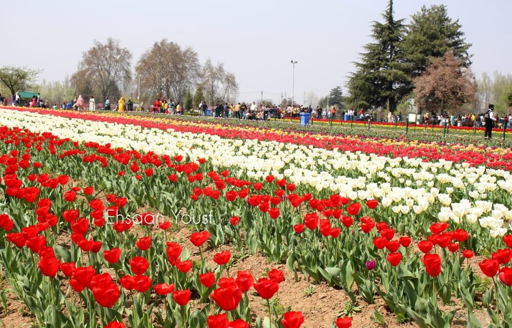 Tourists jubilant as Tulip garden opens for public