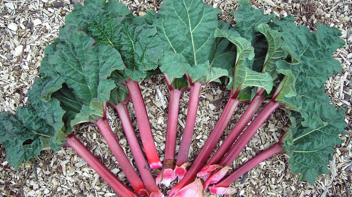 Condition of 3 Handwara Family Members Suspected to Have Consumed ‘Rhubarb Leaves’ Remains Critical