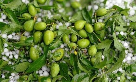 Hailstorm hits many villages of Kupwara