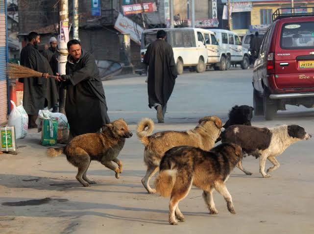 17 tourists among 39 injured in stray dogs attack at Dalgate