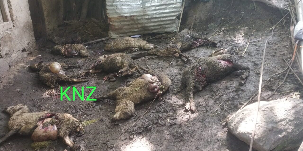 Stray dogs kill 12 sheep,dozens injured at Surfraw Kangan.
