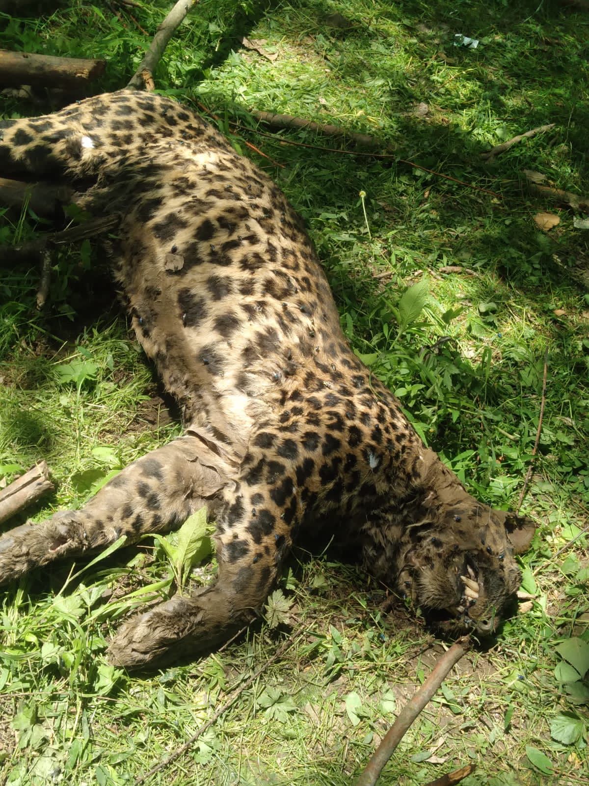 Leopard found dead in Budgam