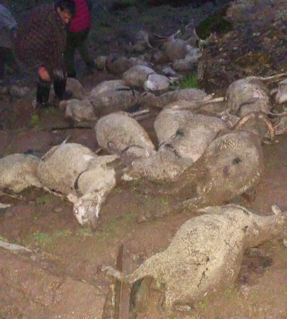 Lightning Strike In Haknar Gund 50 Sheeps killed.