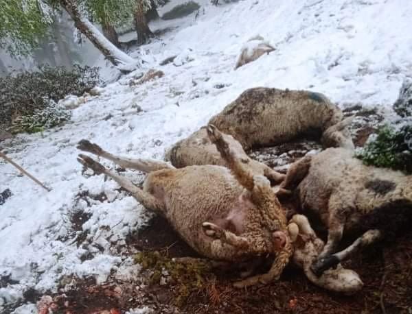 Lightning strike kills over 250 sheep in Kokernag