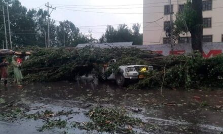 2 Persons Critically Wounded As Poplar Tree Falls On Load Carrier Near Bemina Srinagar