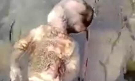 Semi-decomposed Body of Newborn Baby Found Inside River in Kokernag Anantnag