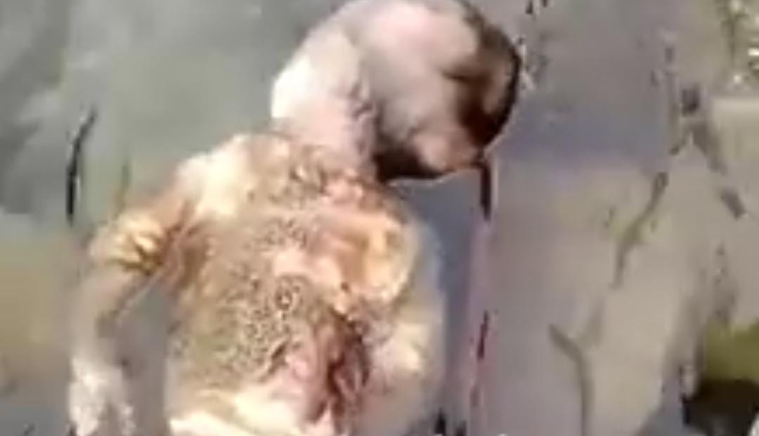 Semi-decomposed Body of Newborn Baby Found Inside River in Kokernag Anantnag