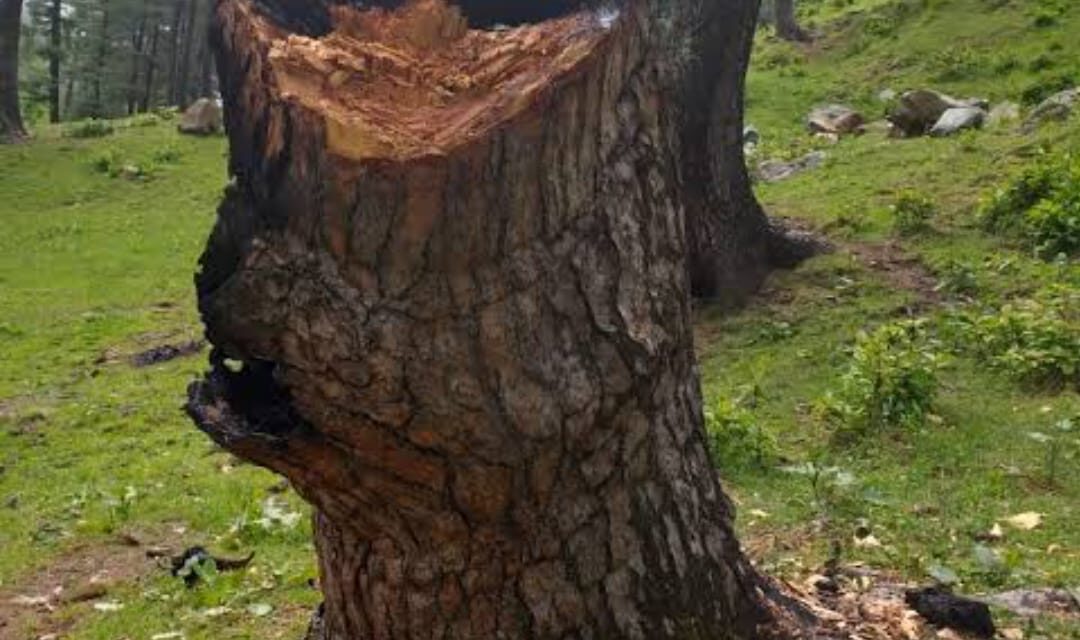 ‘Jungle Smuggler’ Dies While Cutting A Tree Illegally’, Police Launch Hunt To Nab His Associates