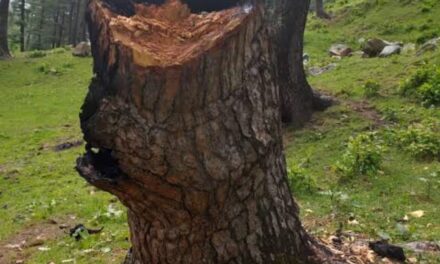 ‘Jungle Smuggler’ Dies While Cutting A Tree Illegally’, Police Launch Hunt To Nab His Associates