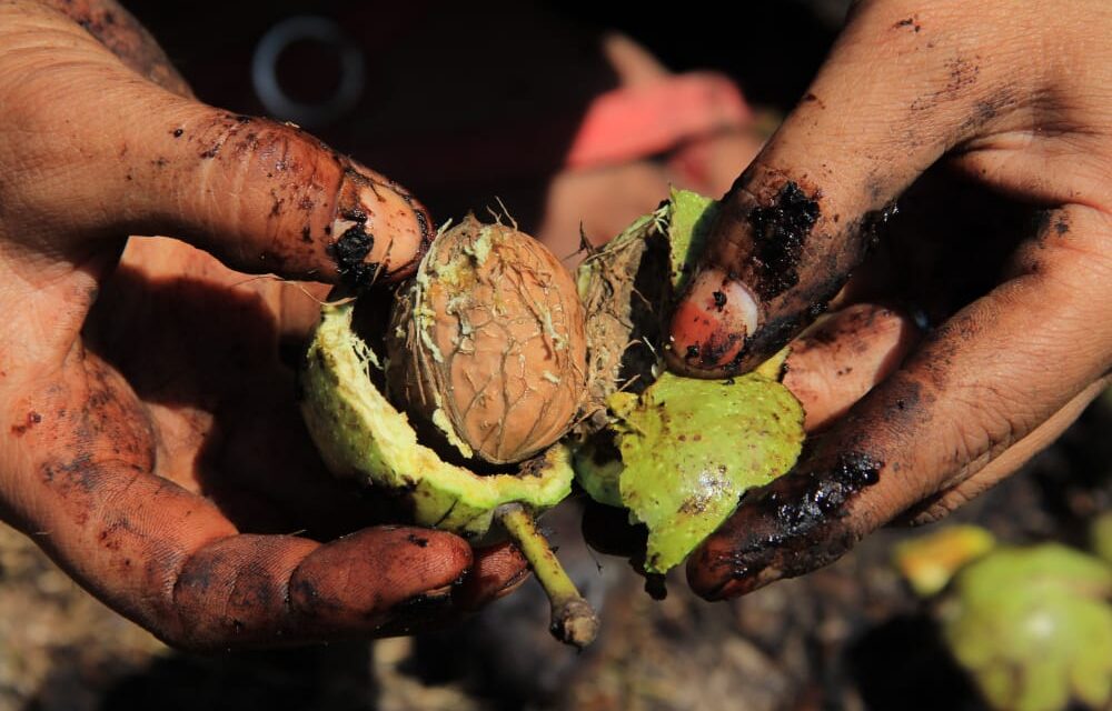 Intrusion of Californian walnuts in Indian cities cast shadow on Kashmir’s walnut produce