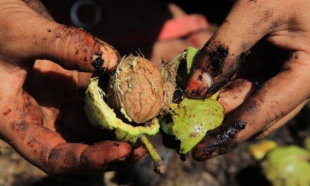 Intrusion of Californian walnuts in Indian cities cast shadow on Kashmir’s walnut produce