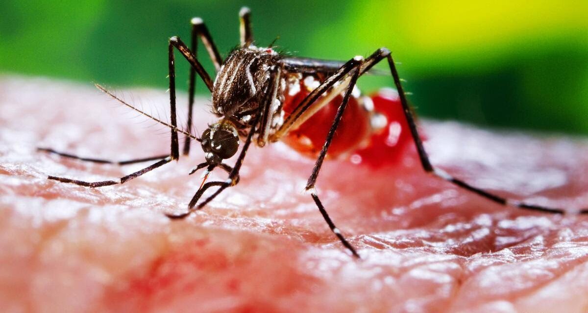 4649 dengue cases, 07 deaths reported in J&K this year so far: Official