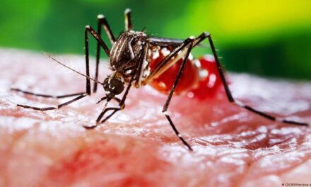 4649 dengue cases, 07 deaths reported in J&K this year so far: Official