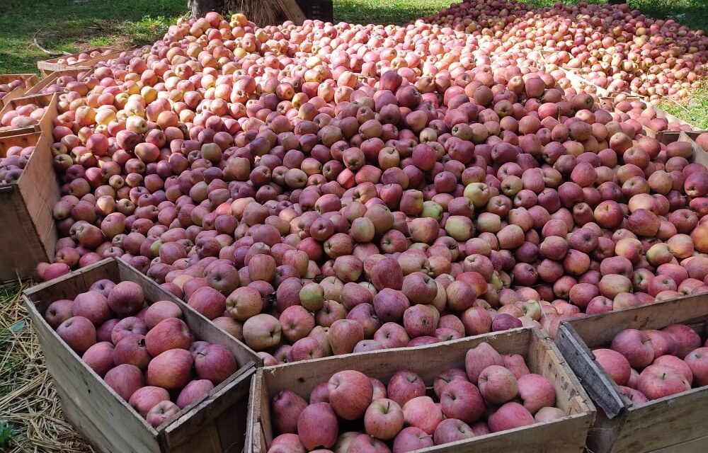 Kashmiri apples make an appearance at UAE supermarkets