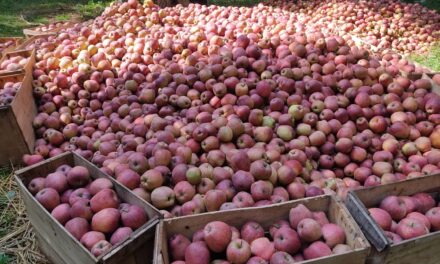 Kashmiri apples make an appearance at UAE supermarkets