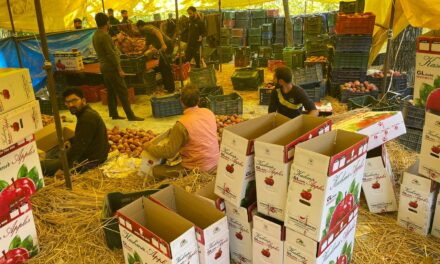 Pulwama Viral Video: Apple Burning Incident In Pulwama, Police issues statement