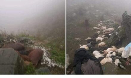 Lightning kills 50 animals in Rajouri