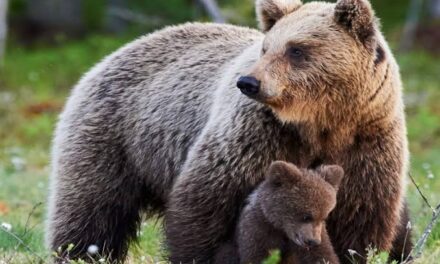 Wildlife experts raise alarm over presence of brown bears in human habitations in Kashmir