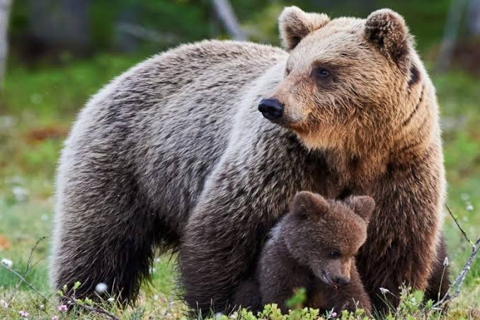 Wildlife experts raise alarm over presence of brown bears in human habitations in Kashmir