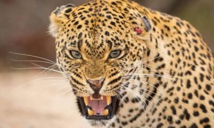 Fear, anger in north Kashmir after series of leopard attacks,”Wildlife dept says they lack manpower to curb attacks