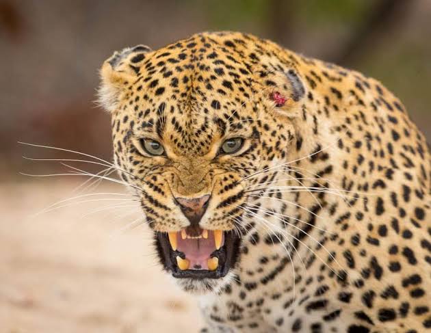 Fear, anger in north Kashmir after series of leopard attacks,”Wildlife dept says they lack manpower to curb attacks