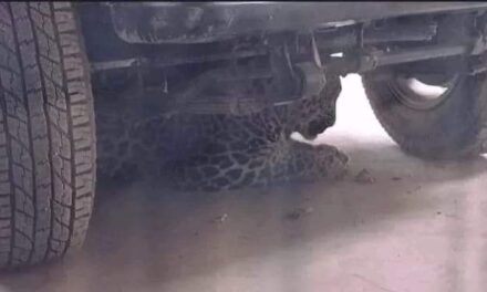 Leopard takes shelter beneath vehicle in Chadoora, creates panic
