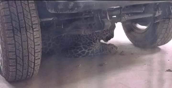 Leopard takes shelter beneath vehicle in Chadoora, creates panic