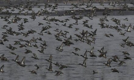 Kashmir wetlands expected to host 8 to 10 lakh migratory birds this season