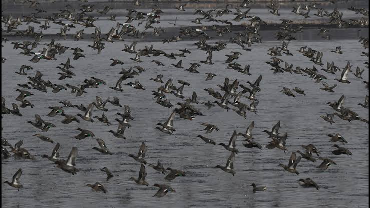 Kashmir wetlands expected to host 8 to 10 lakh migratory birds this season