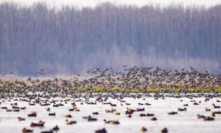 Kashmir receives 8 lakh migratory birds, 15,000 arrive at Shallabugh wetland