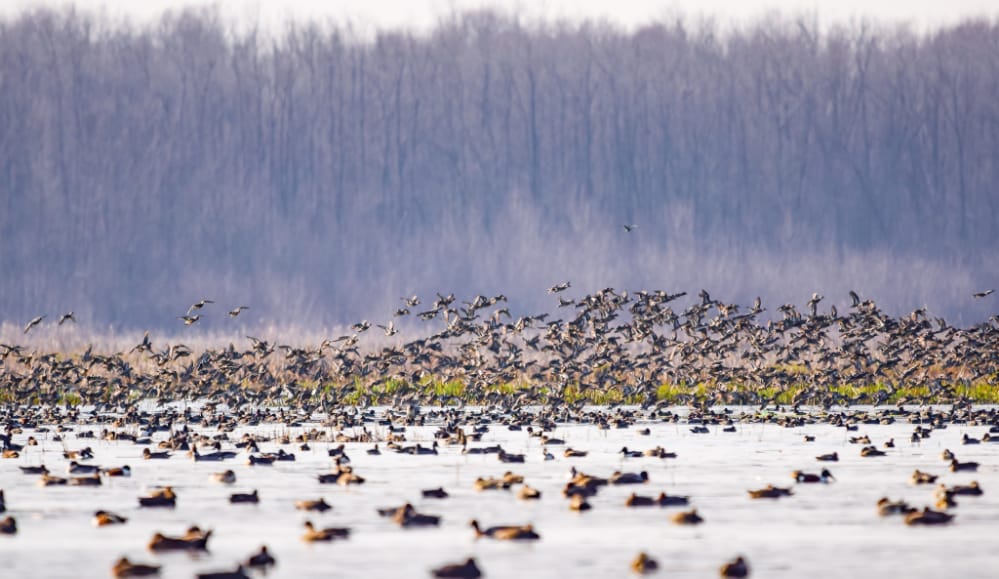 Kashmir receives 8 lakh migratory birds, 15,000 arrive at Shallabugh wetland