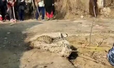 Leopard captured alive in Pulwama village